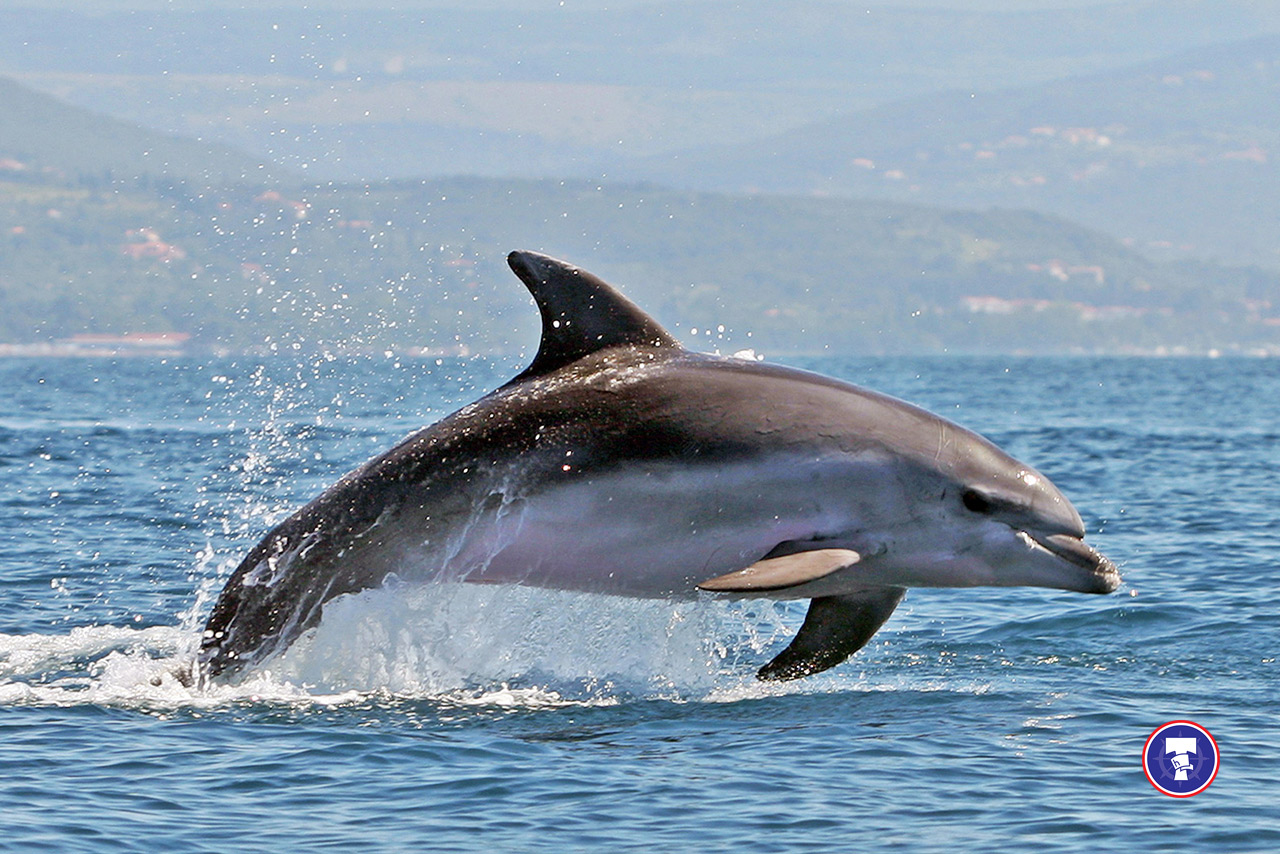 Dolphin watching experience aboard MB TORCIDA
